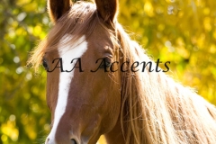 Horses14