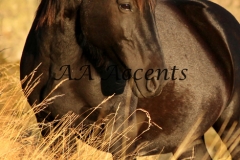 Horses13